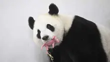 Момче е! Бебе панда се роди в Белгия (видео)