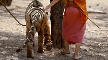 Откриха мъртви животни в „Храма на тигрите“ в Тайланд