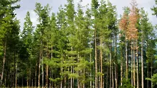 Норвегия - първата държава, забранила обезлесяването