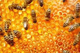 Пчели са открили начин за размножаване без участието на търтеи