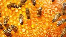 Пчели са открили начин за размножаване без участието на търтеи