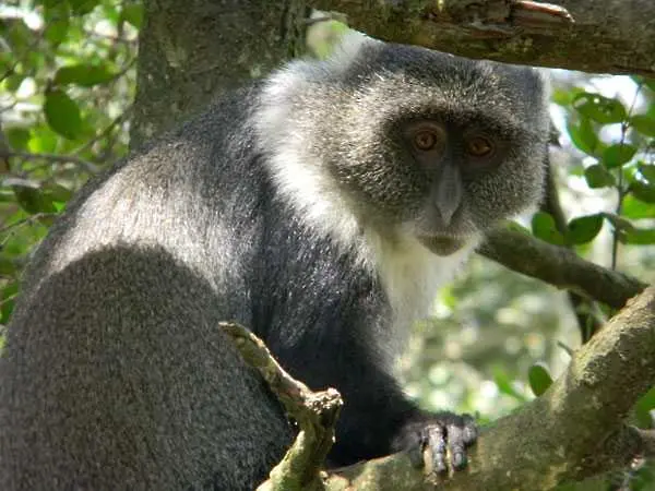 Маймуна спря тока на цяла Кения