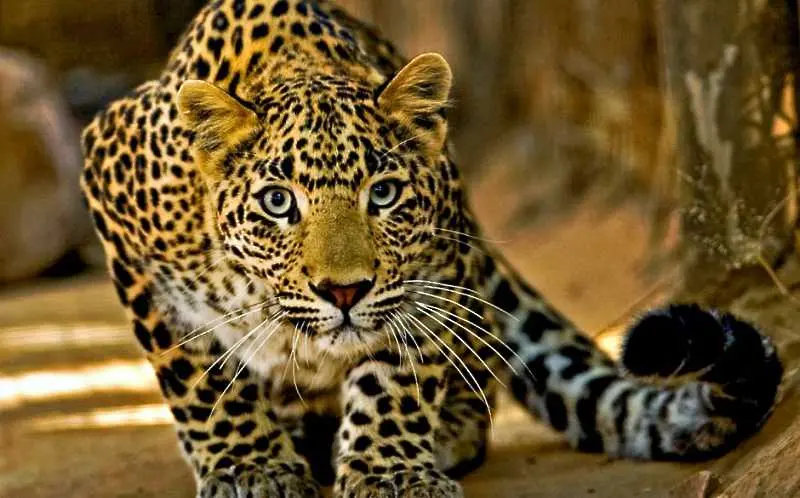 Леопард избягал от зоопарк в Солт Лейк Сити 