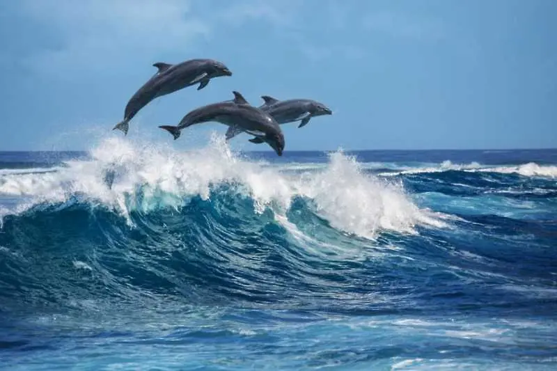 15 фотографии, посветени на красотата на делфините