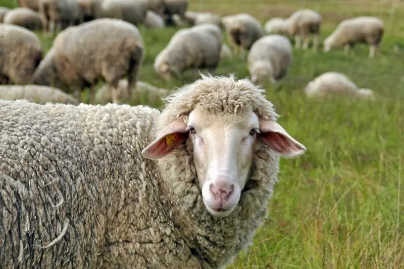 БАБХ започва превантивна ваксинация на селскостопански животни срещу Син език