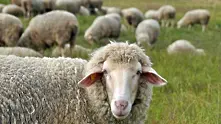 БАБХ започва превантивна ваксинация на селскостопански животни срещу Син език