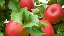 България е скромен производител на плодове и зеленчуци в ЕС