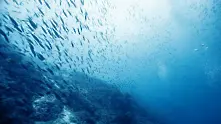 Човечеството продължава да изпразва океаните от риба