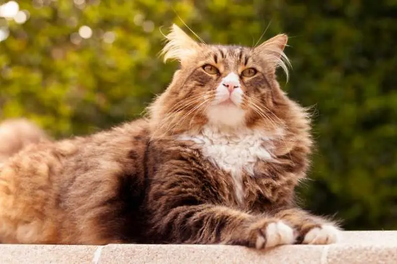 12 котки от породата мейн кун, пред които вашата собствена ще прилича на дребосък