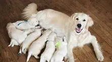 12 горди майки и техните кученца