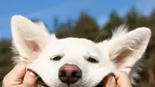 Най-усмихнатите кучета в интернет