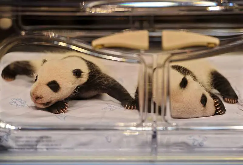Близнаци панда радват гостите и жители на Макао