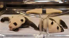 Близнаци панда радват гостите и жители на Макао