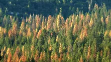С 3 милиона декара се е увеличила българската гора