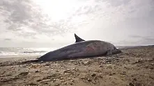 Пореден случай на открити мъртви делфини край Ахелой