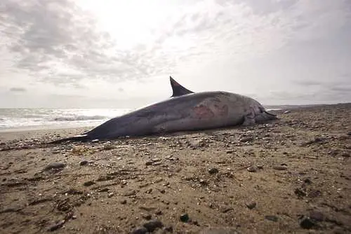 21 мъртви делфина открити край Бургас само този уикенд