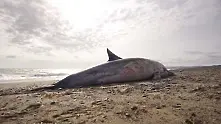 21 мъртви делфина открити край Бургас само този уикенд