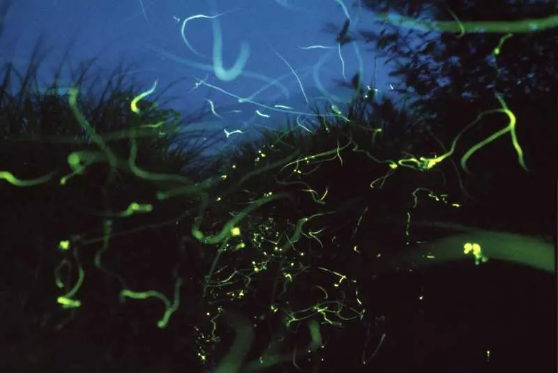 Фотогалерия: Светулки в гората 