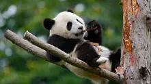 Бебета панди - фотогалерия