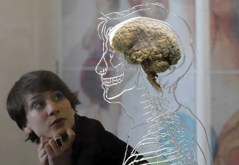 23 фактa за човешкия мозък