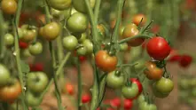 Редица български сортове плодове и зеленчуци застрашени от изчезване