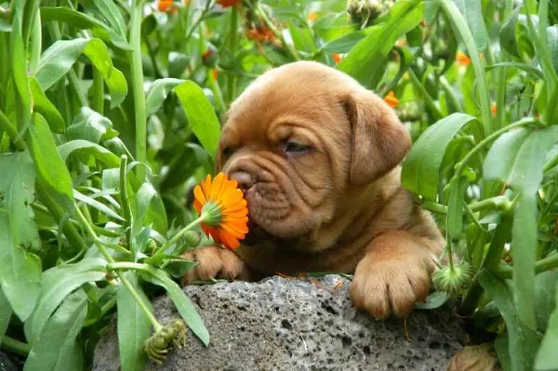 И животните обичат аромата на цветята