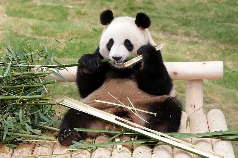 Гигантските панди вече не са изчезващ вид