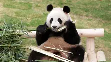 Гигантските панди вече не са изчезващ вид