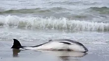 Бракониерски бизнес за милиони унищожава делфините в Черно море