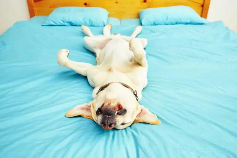 Какво означава любимата поза за сън на кучето ви?