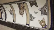 Всички реклами в една лондонска метростанция бяха заменени със снимки на котки