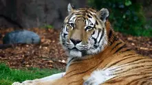 Мечка, лъв и тигър – неразделни от 15 години