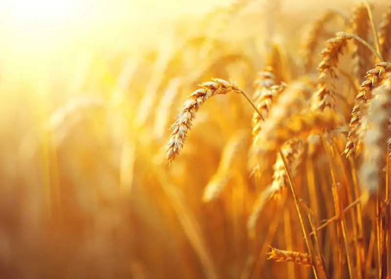 Най-добрата реколта пшеница от 20 години насам