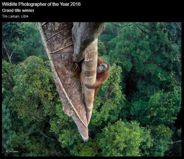 Конкурсът 2016 WPY отличи най-страхотните снимки на дивата природа в света