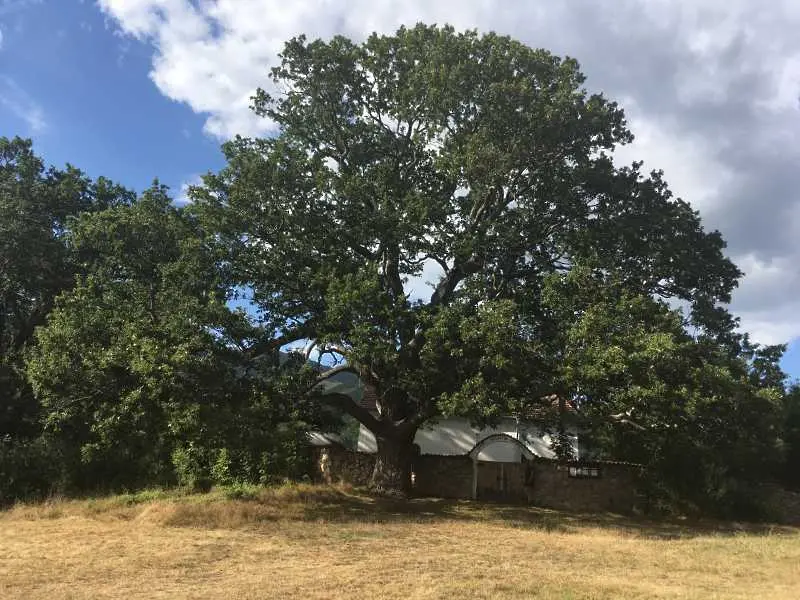 500-годишен дъб от община Трън беше избран за „Дърво с корен 2016“