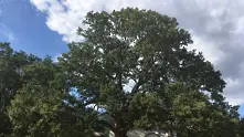500-годишен дъб от община Трън беше избран за „Дърво с корен 2016“