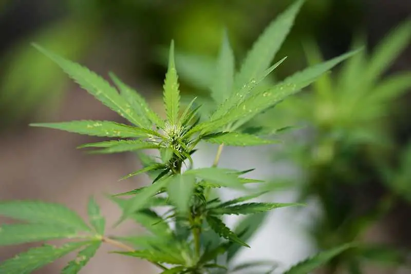 Флорида и Калифорния гласуваха за легализирането на марихуаната