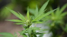Флорида и Калифорния гласуваха за легализирането на марихуаната