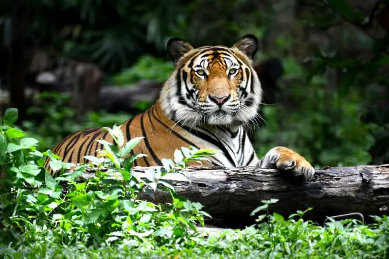 Популацията на бенгалските тигри се увеличава