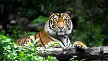 Популацията на бенгалските тигри се увеличава
