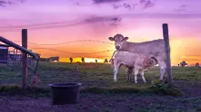 Митът за лилавата крава 