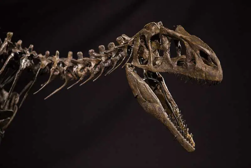 Скелет на динозавър на 150 млн. години бе продаден на търг в Лион