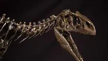 Скелет на динозавър на 150 млн. години бе продаден на търг в Лион