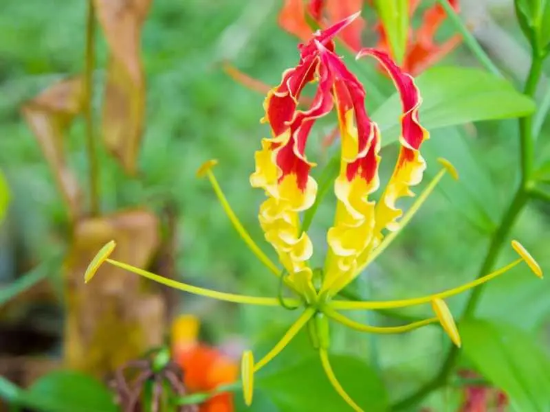 Пчелоносно бръмбарче&nbsp;или&nbsp;обикновена пчелица&nbsp;(Ophrys apifera) е вид&nbsp;растение&nbsp;от семейство&nbsp;Орхидеи&nbsp;(Orchidaceae). Видът се среща в&nbsp;България&nbsp;и е защитен, включен в Приложение № 3 на Закона за биологичното разнообр