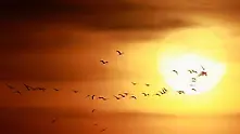 Глобалното затопляне обърка часовника на прелетните птици