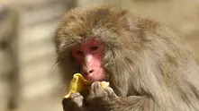 Експеримент с 5 маймуни или как стадното поведение ни пречи