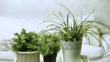 Полезни растения за дома