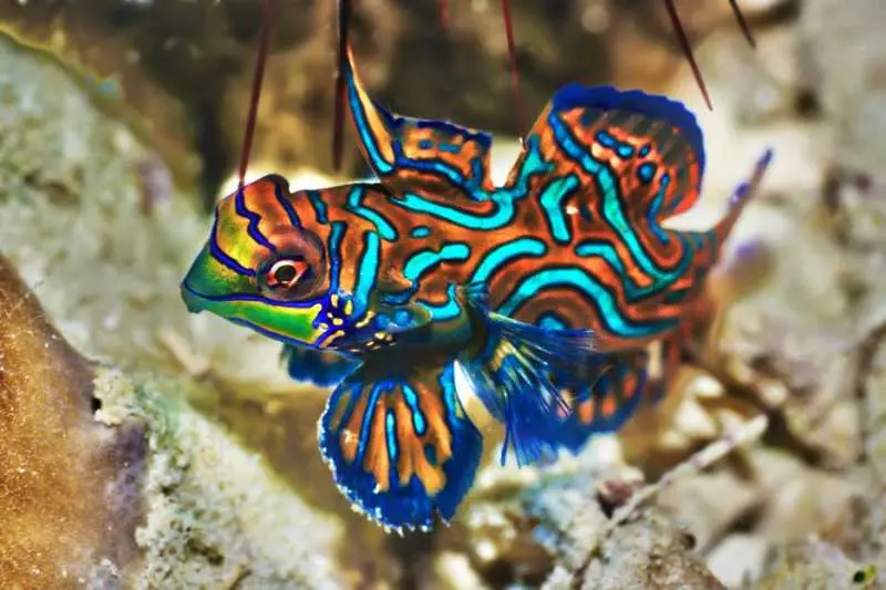 8 от най-красивите и екзотични рибки