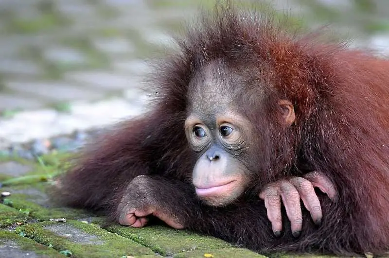 Крясъците на орангутаните могат да осветлят еволюцията на езика