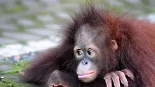 Крясъците на орангутаните могат да осветлят еволюцията на езика